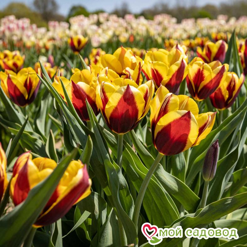 Тюльпан Триумф Гавота